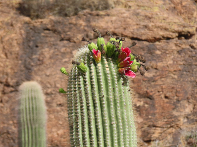 Zenfolio Southern Arizona Hiking Club Enchanted Peak For