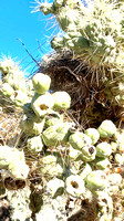 3-3-23 Saguaro Park West Cactus Wren