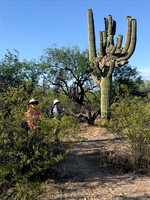 5-15 A walk in the Cactus Forest