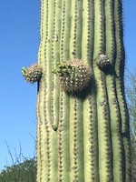 4-24 Wander the Cactus Forest