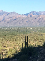 9-18 Walk in Cactus Forest