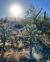 10-30 Cactus Forest Monday