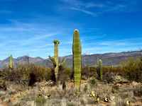 1/29 Wander the Cactus Forest
