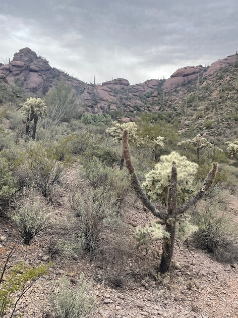 Zenfolio | Southern Arizona Hiking Club | 2/6 36th Street Trails