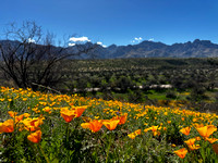 3/3 &3/4 Catalina State Park/Poppies