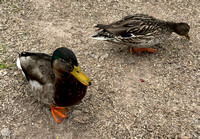 3/6 Aqua Caliente Park Ducks